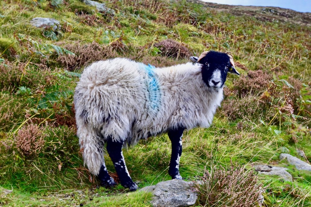 Sheep farming in The Lake District