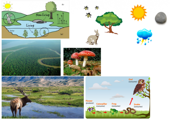 Ecosystems The Living World AQA Geography Lesson 1 - Introduction to ...