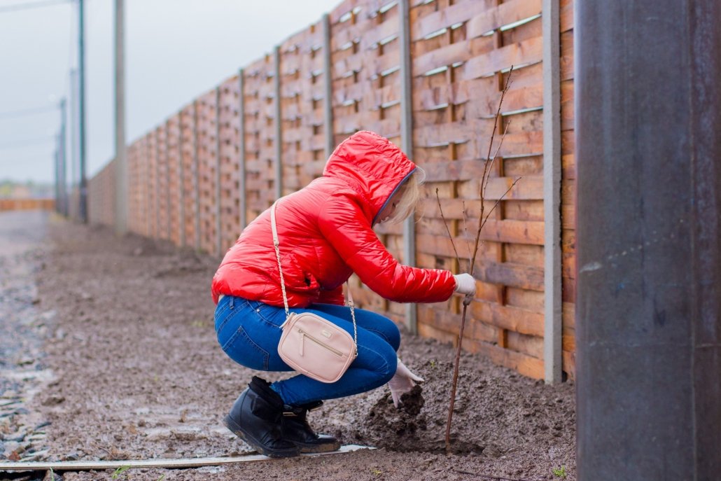 Planting trees (afforestation)