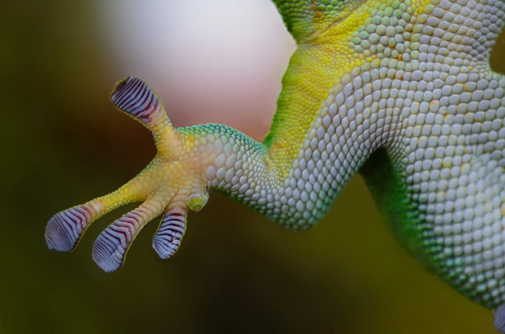 Gecko's flattened toe pads with sticky scales