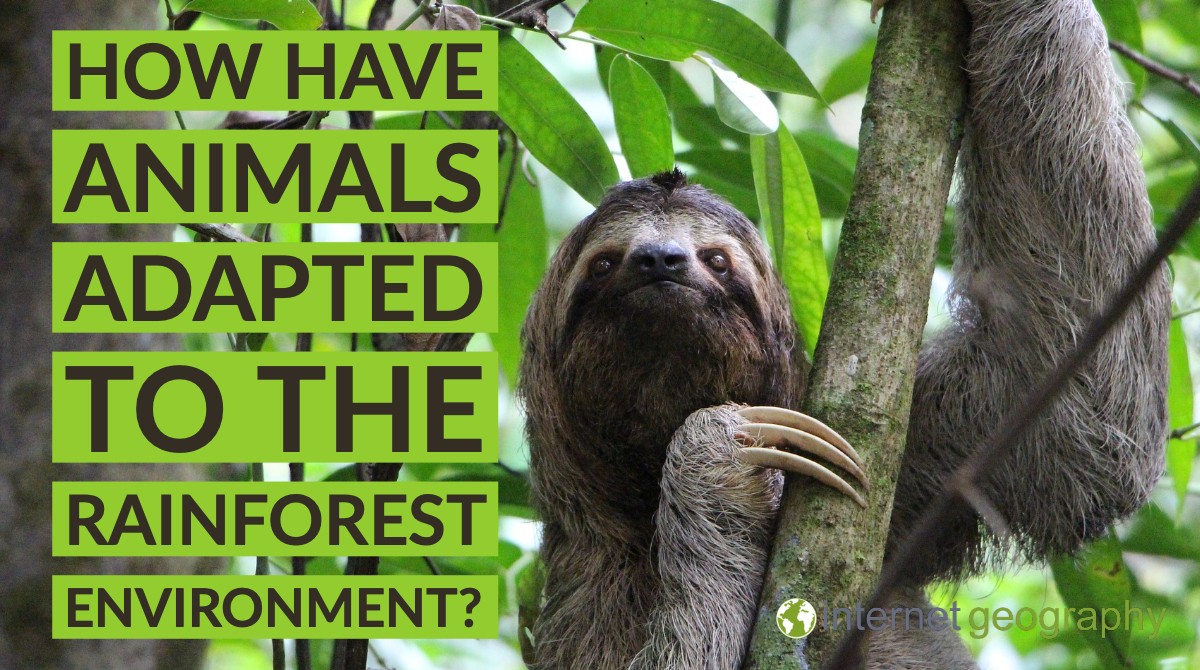 How have animals adapted to the rainforest environment? - Internet Geography