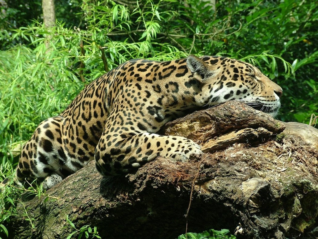 A resting jaguar