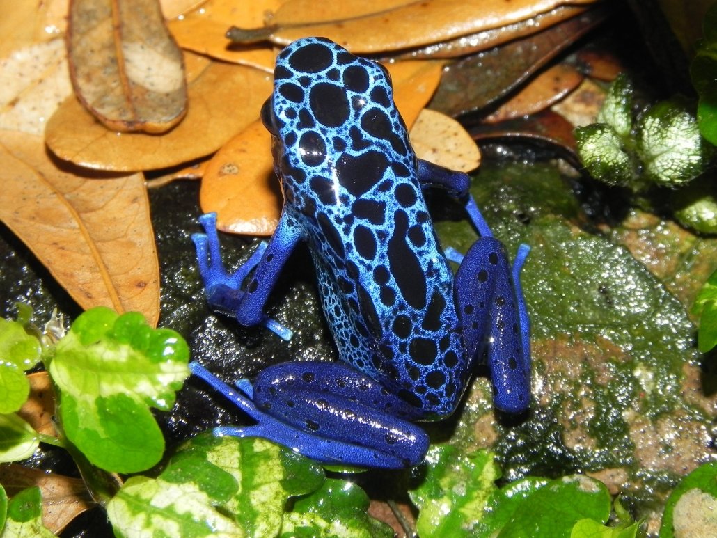 Poison dart frog