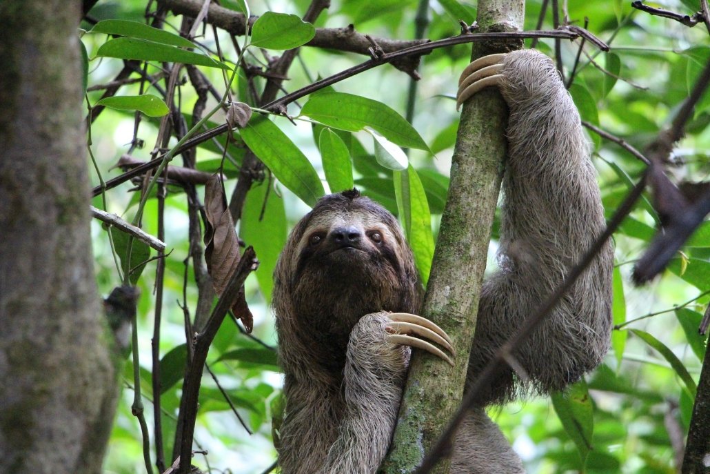 A three toed sloth