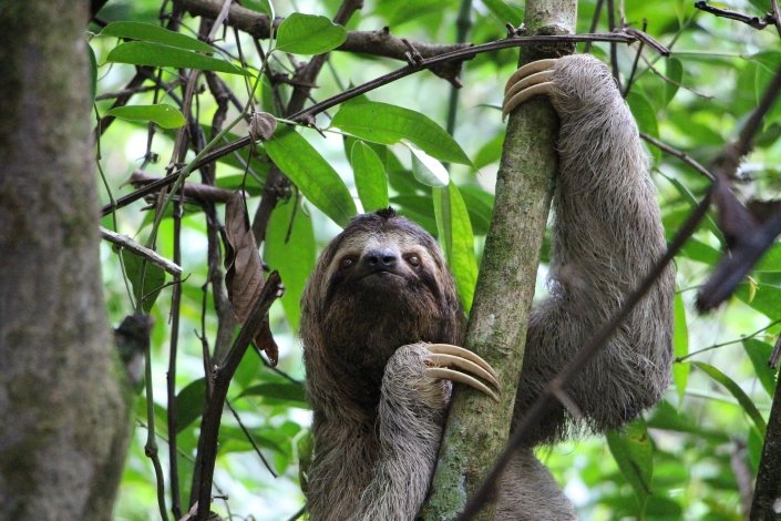 How have animals adapted to the rainforest environment? - Internet