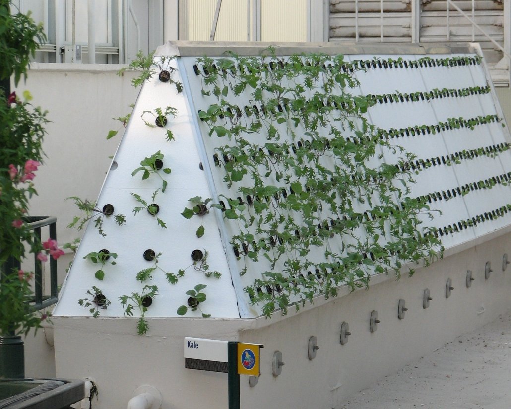 Kale being grown by aeroponics