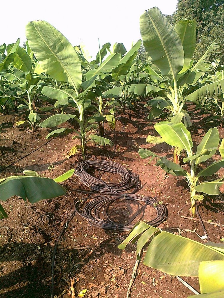 A banana drip irrigation scheme in India