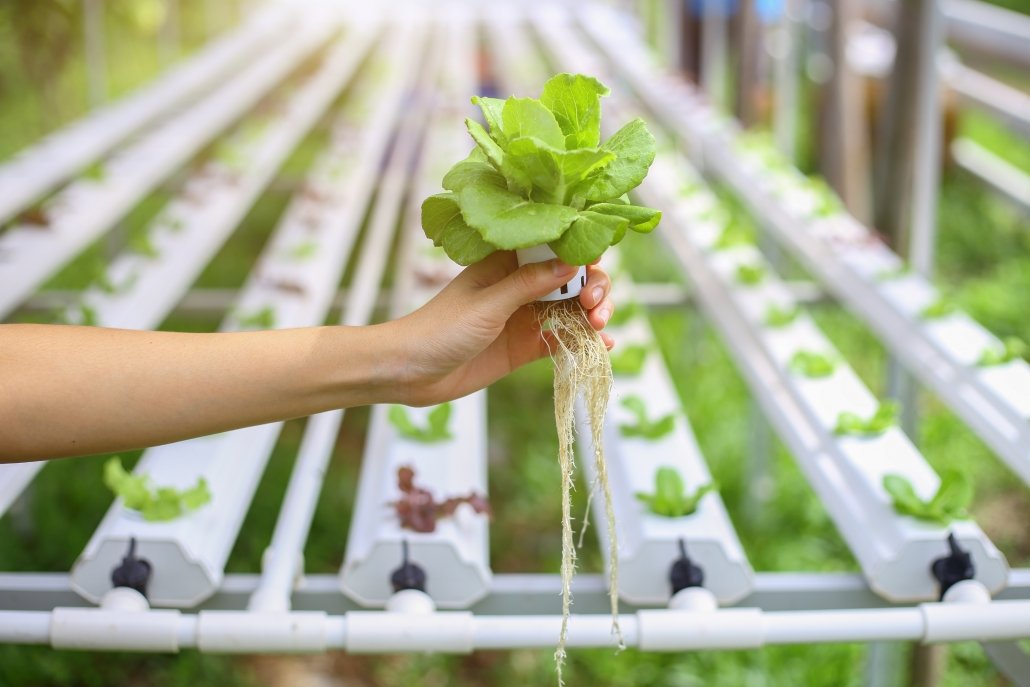 Hydroponics method of growing plants using mineral nutrient solutions, in water, without soil.