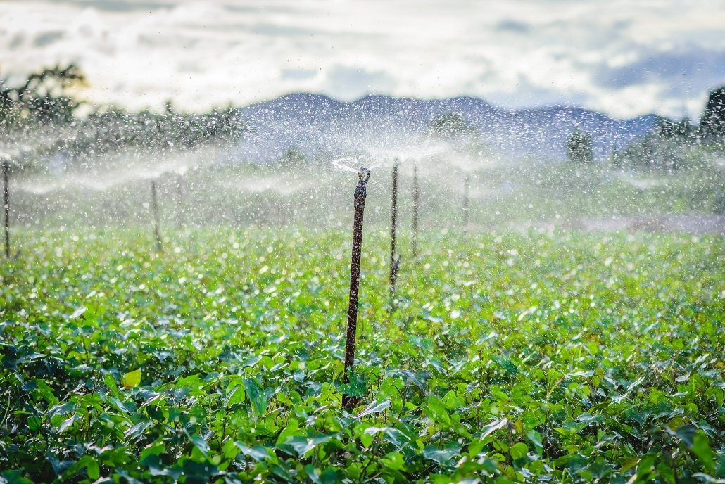 Water sprinkler system irrigating vegetables