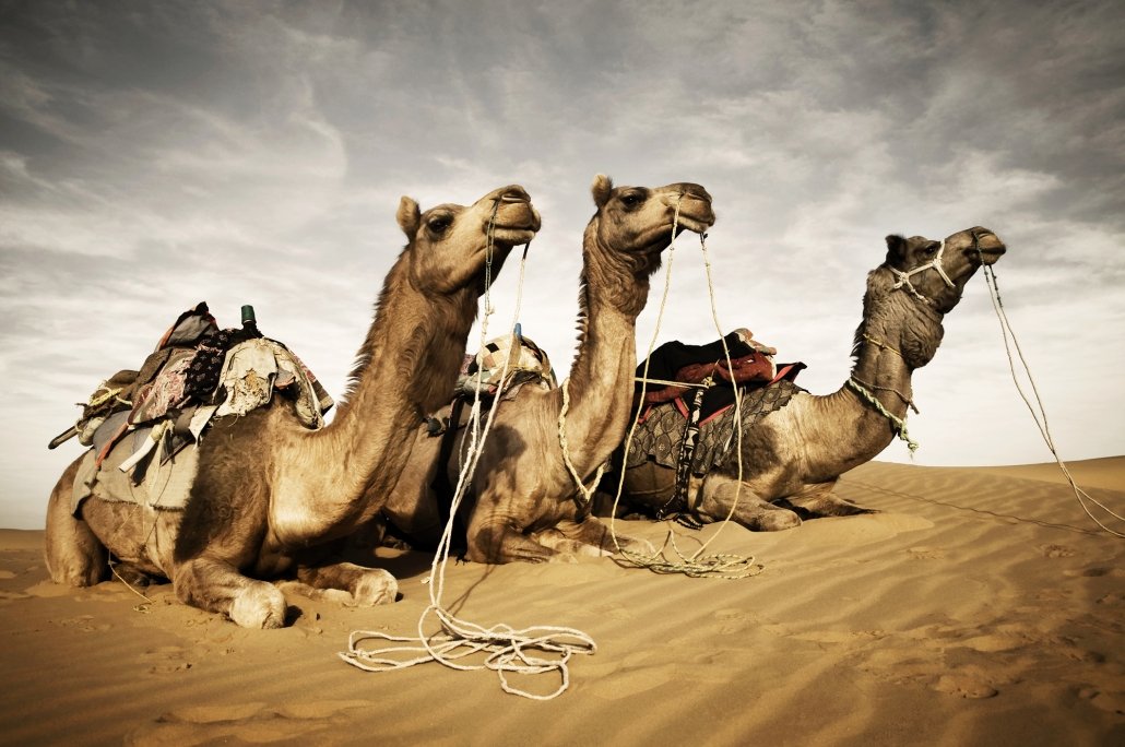 Camels in the Thar Desert