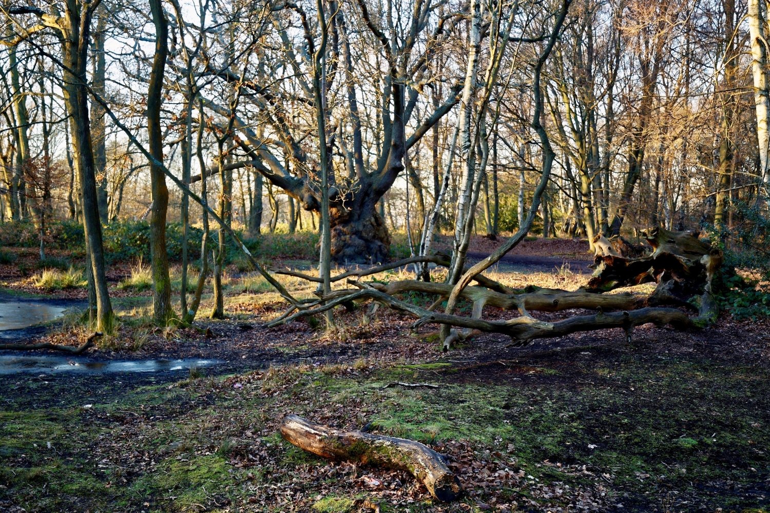 epping forest geography case study