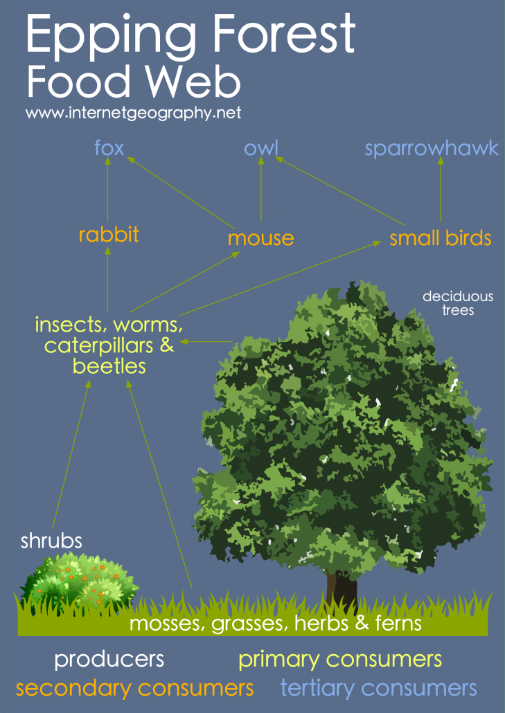 case study of forest ecosystem