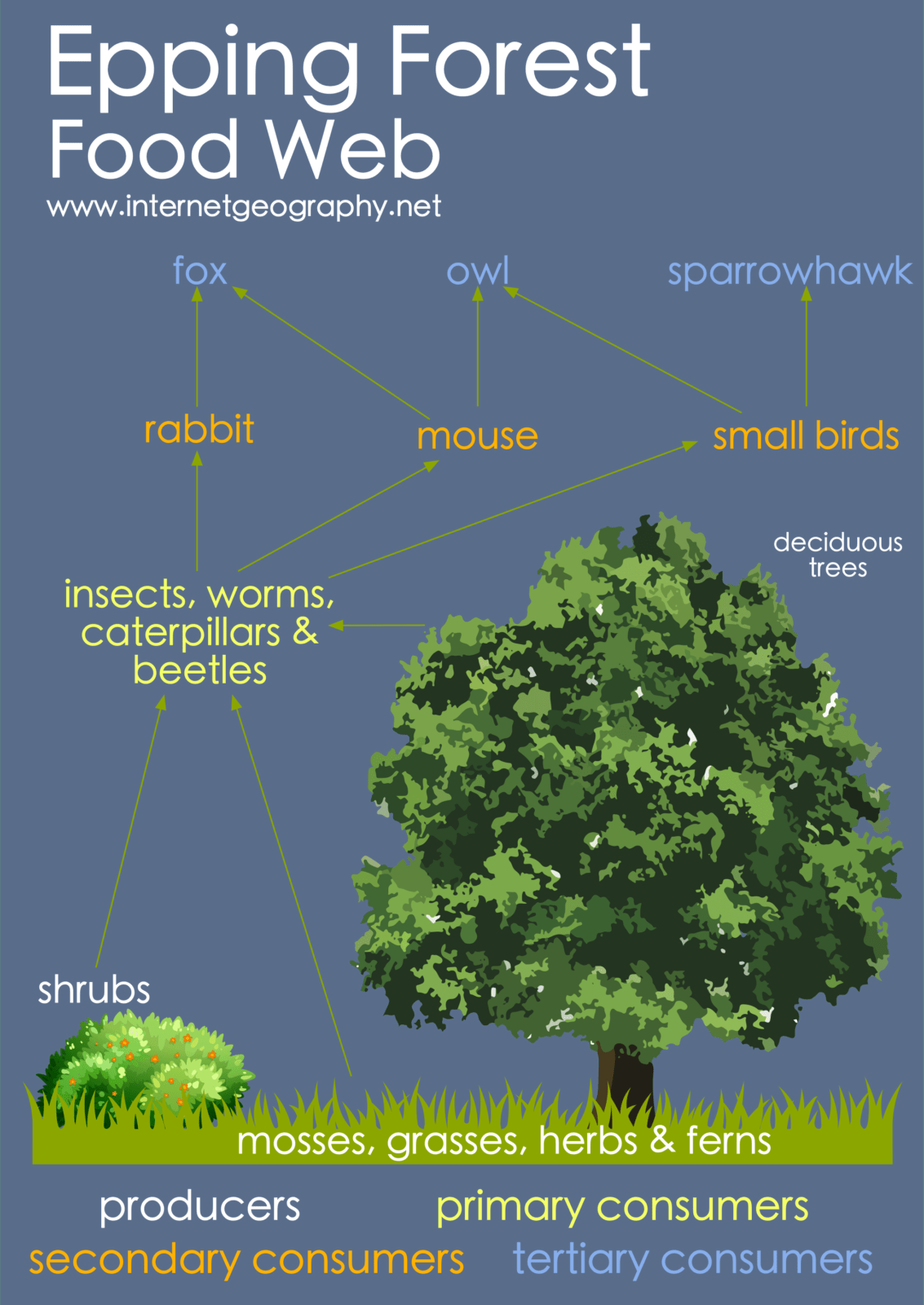 Do changes. Эппинг Форест. Forest food web. Forest перевод. Forest перевод на русский язык