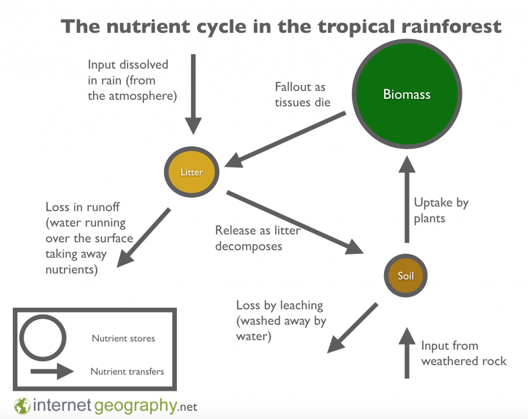 The nutrient cycle in the rainforest ecosystem