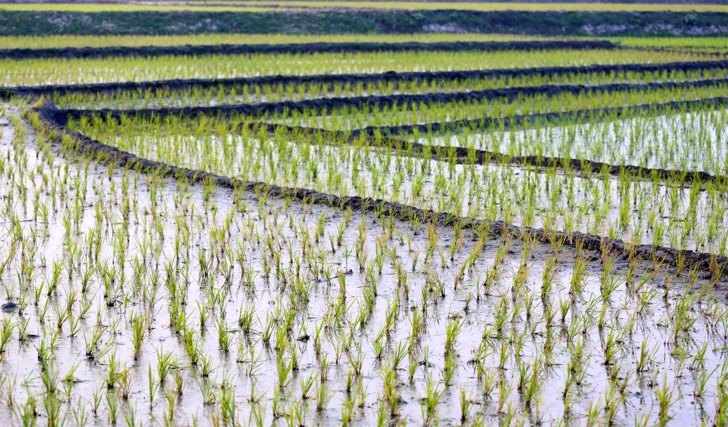 rice-fish farming in Bangladesh