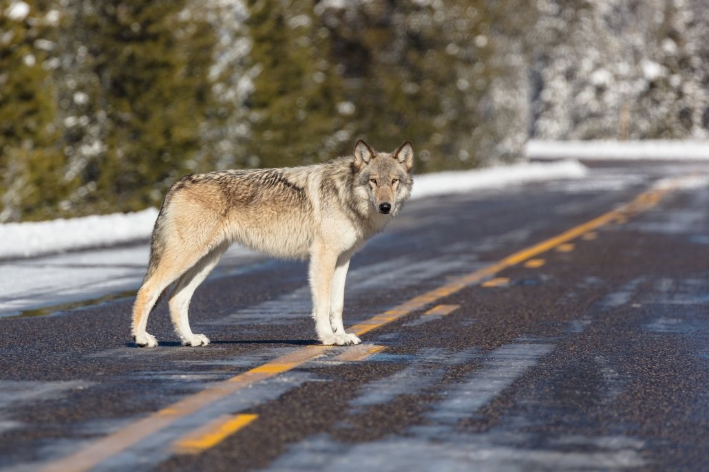 A lone wolf at Yellowstone National Park