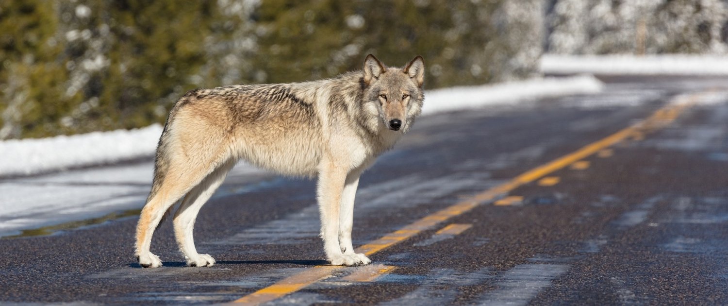 A lone wolf at Yellowstone National Park