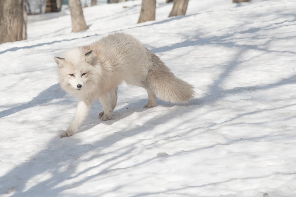 An arctic fox