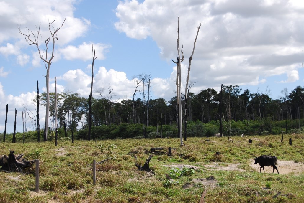 Cattle ranching in the Amazon rainforest