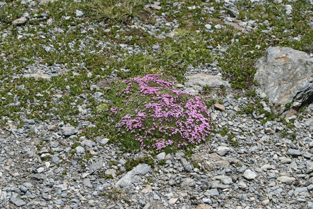 Primula catchfly - a cushion plant