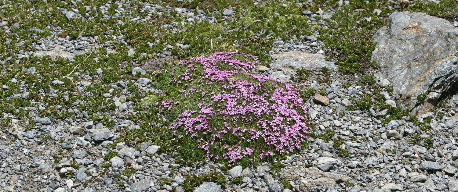 Primula catchfly - a cushion plant