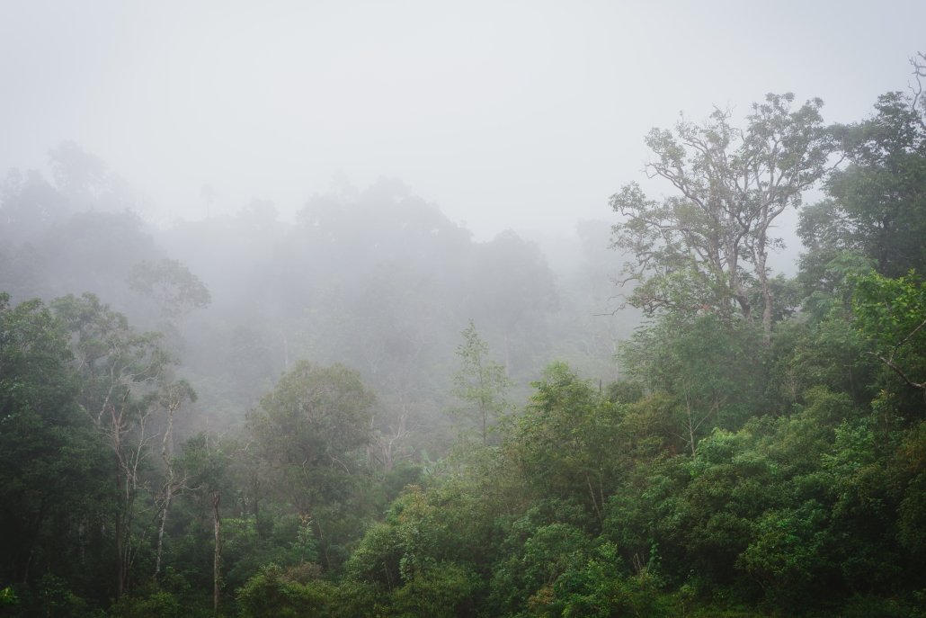 Evapotranspiration in the rainforest