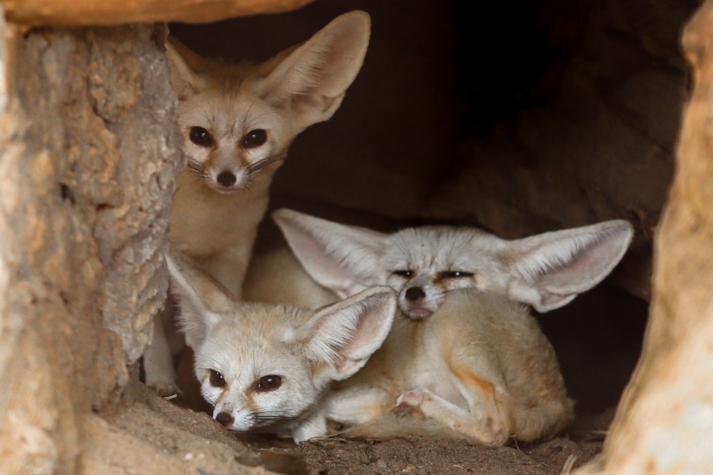 A family of fennec foxes