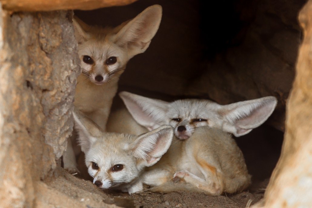 sahara desert animals and plants