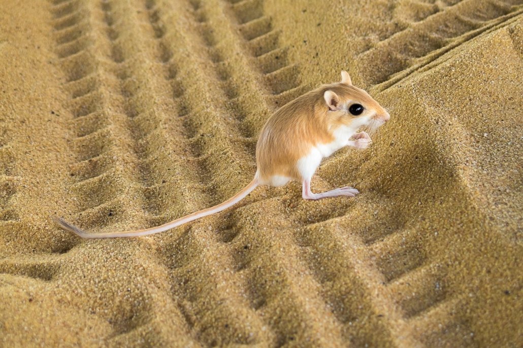 Kangaroo rat