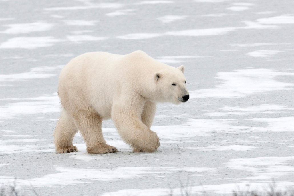 A polar bear walking on ice