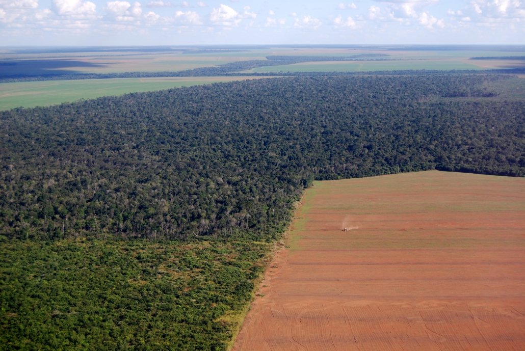 Soy bean plantation in the Amazon