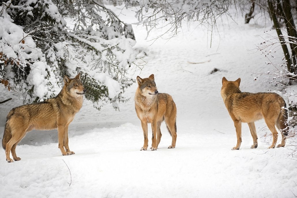 three wolves in snow