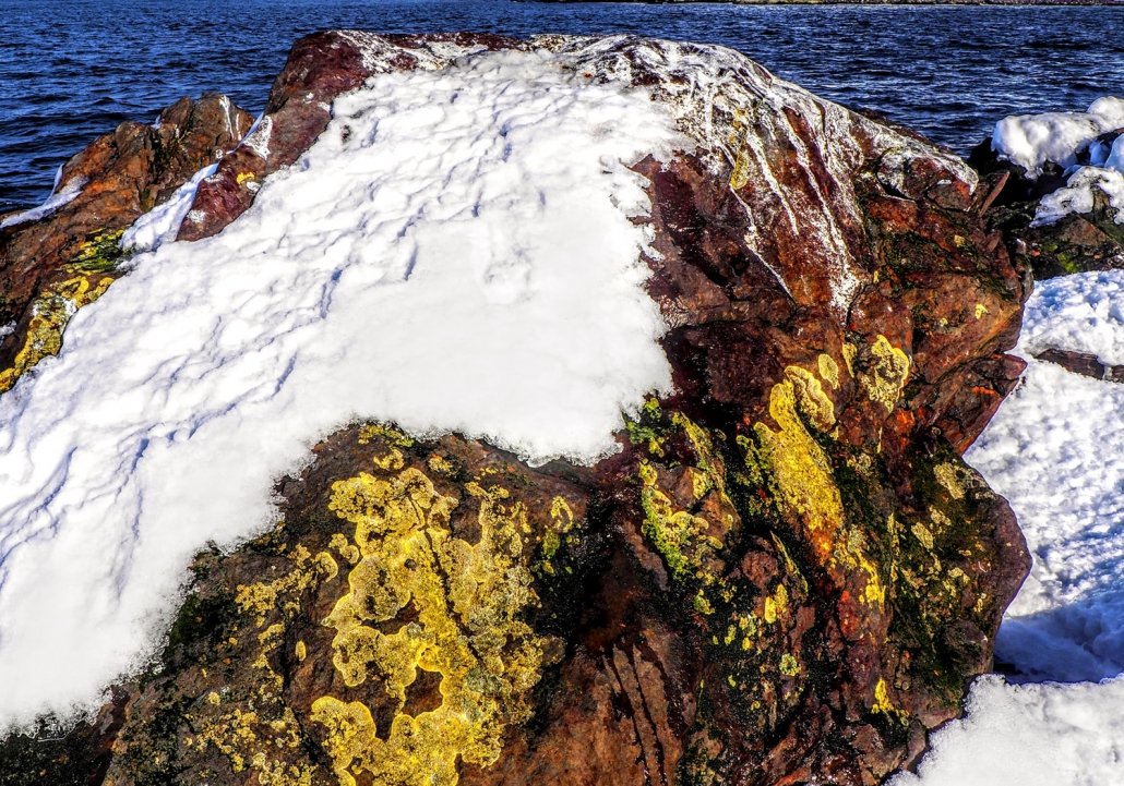 lichen on snow covered rock