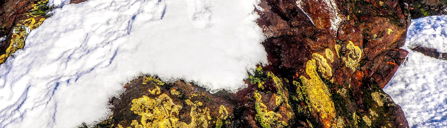 lichen on snow covered rock