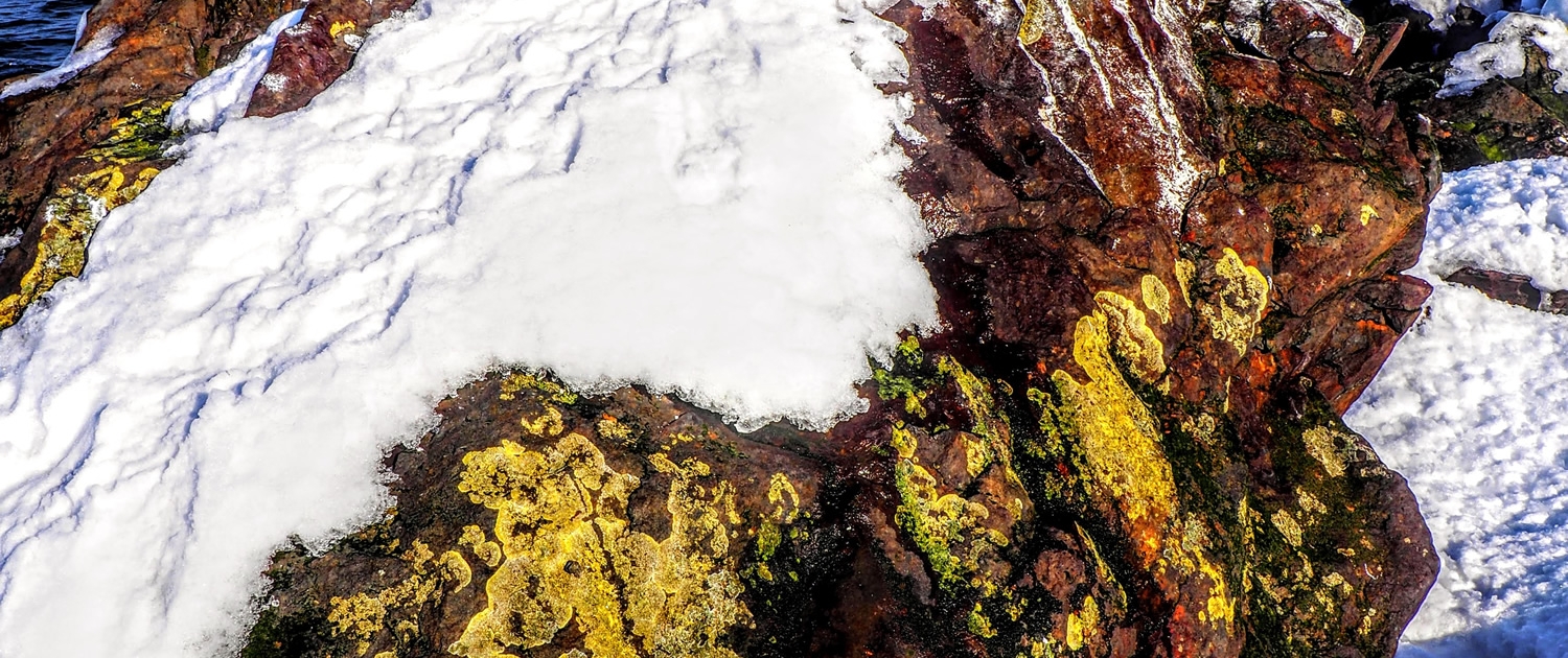 lichen on snow covered rock