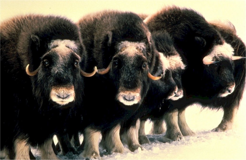 Musk Oxen