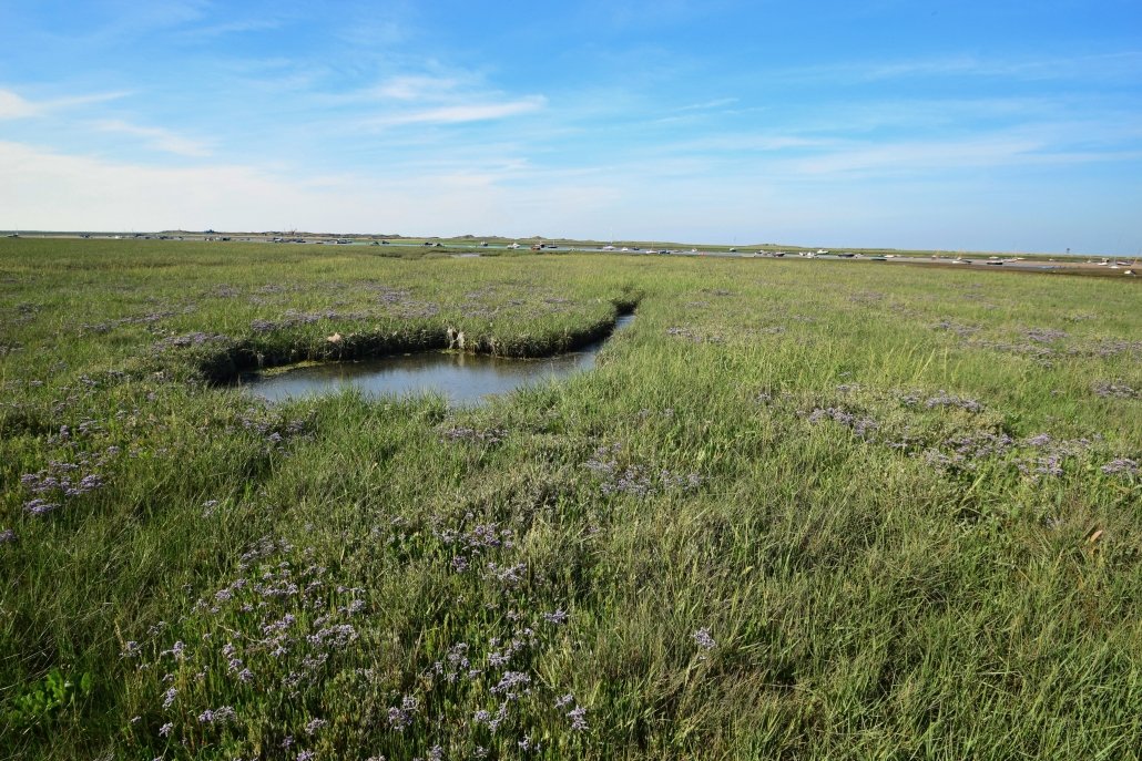 Salt marsh at Blakeney Point