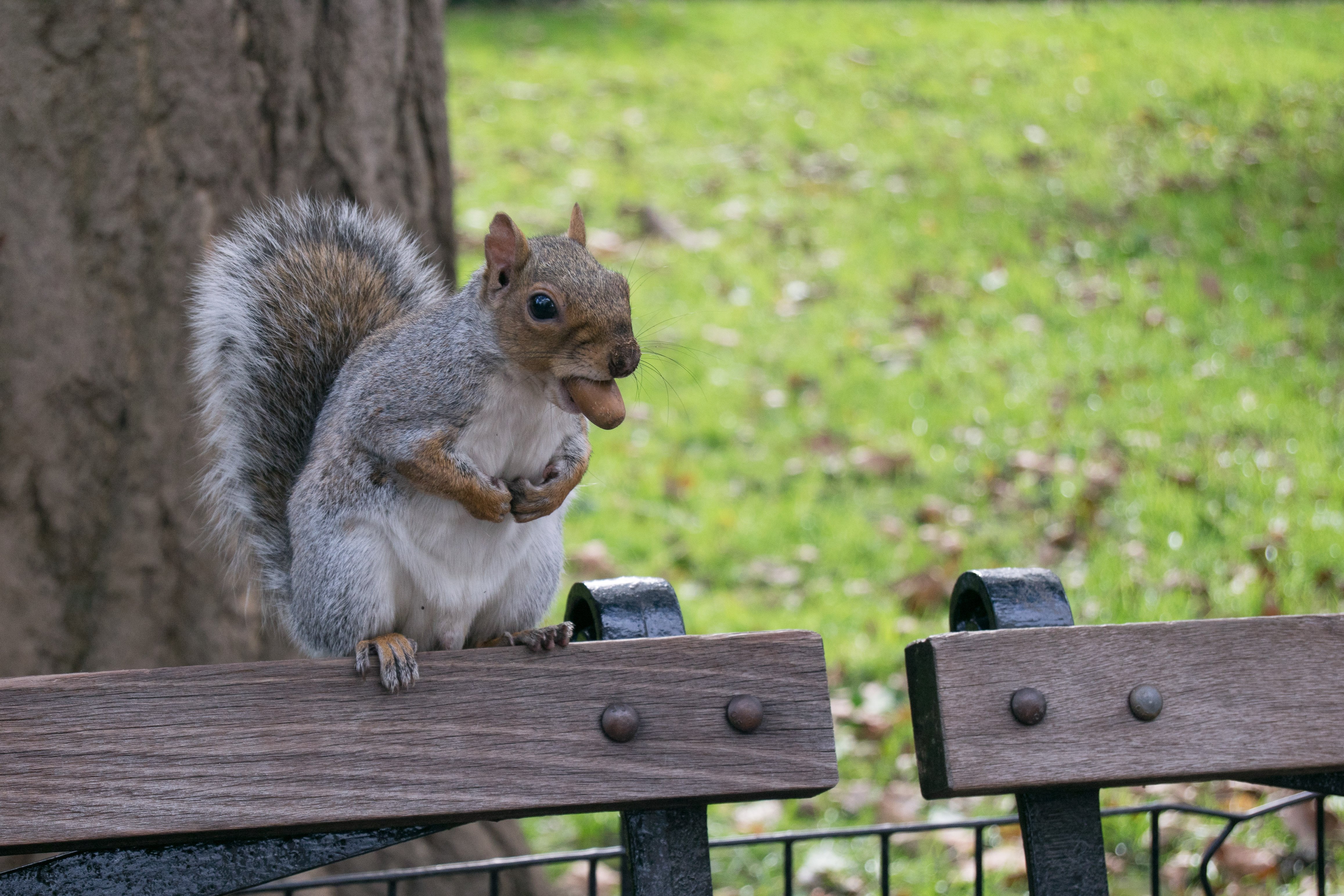 A squirrel with a nut