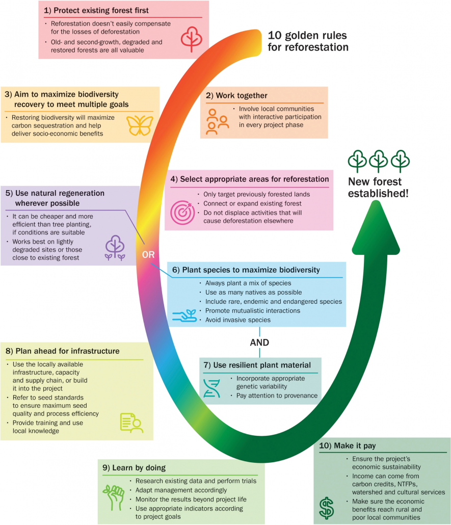 10 Golden Rules for Reforestation