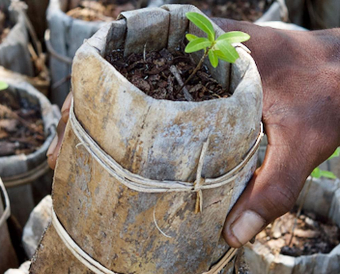 Tree Planting