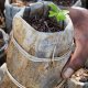 Tree Planting