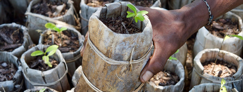 Tree Planting