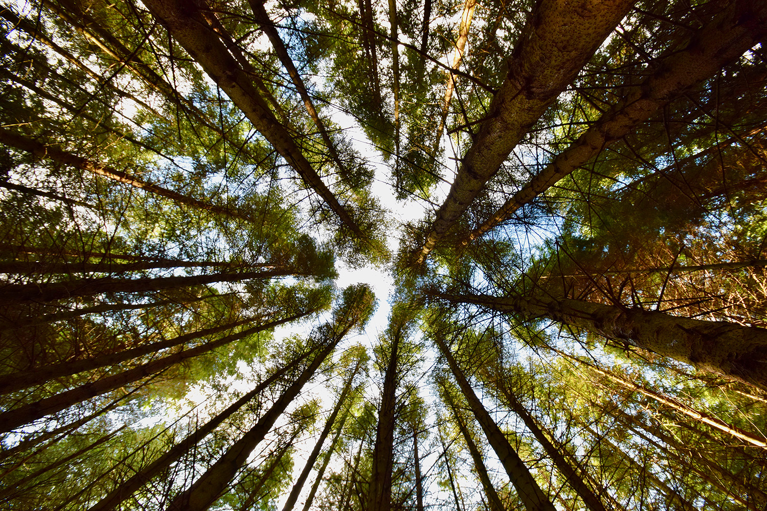 How is the taiga forest interdependent? - Internet Geography How is the taiga forest interdependent? - Internet Geography