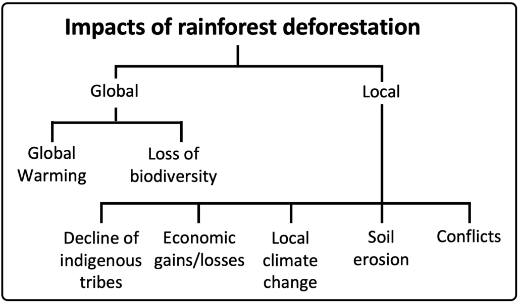 Impacts of rainforest deforestation