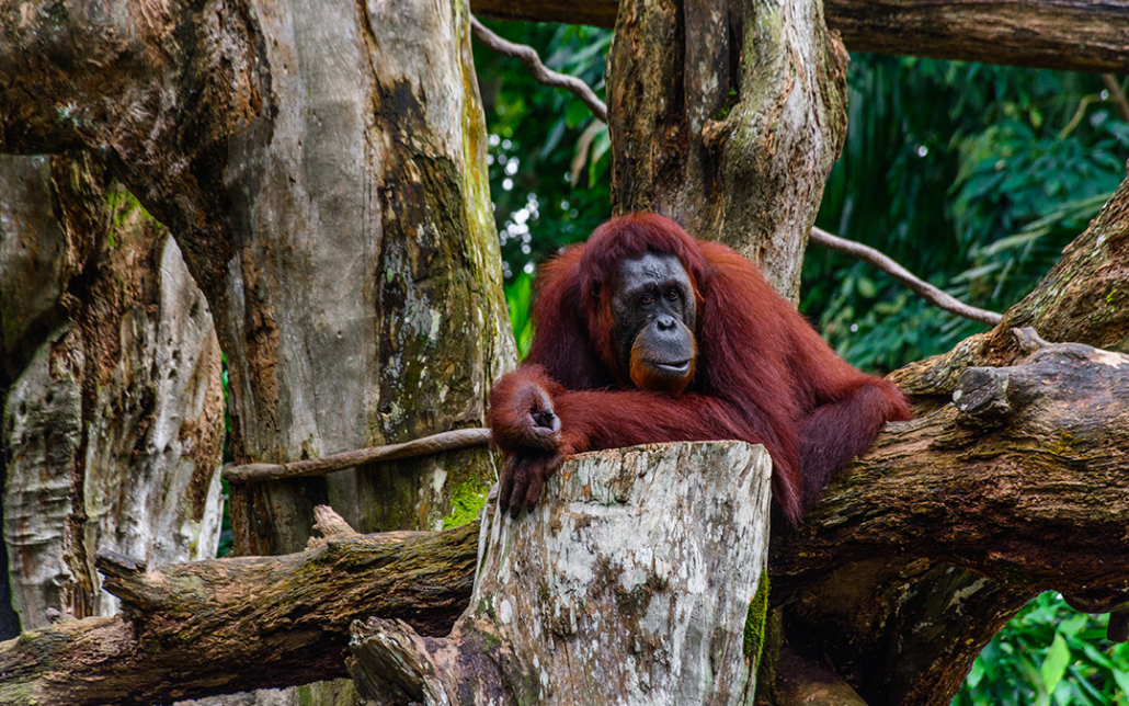 Image of an orangutang next to a logged tree