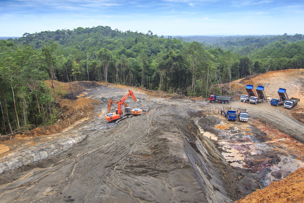 Tropical rainforest in Borneo being destroyed to make way for oil palm plantation