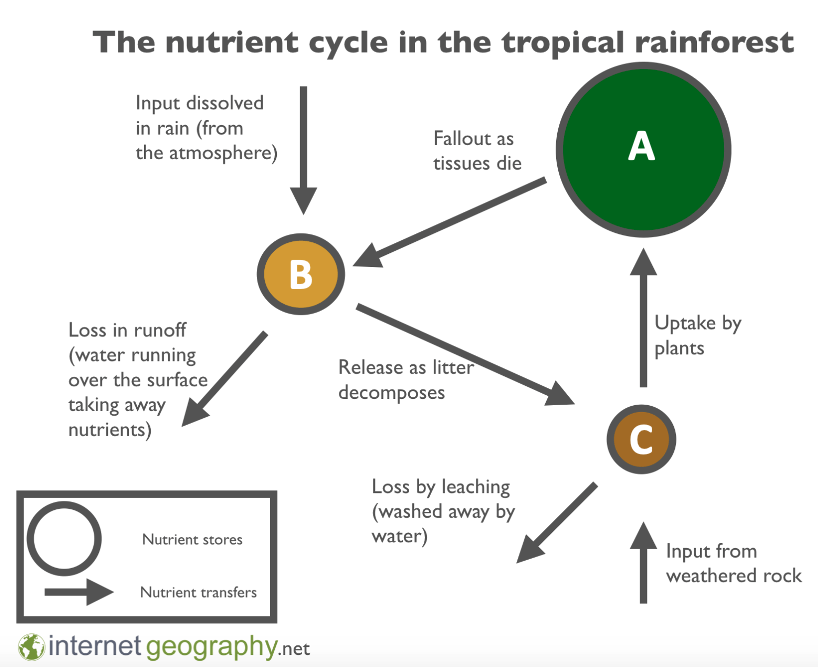 Rainforest nutrient cycle label