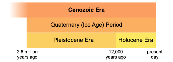 Geological timeline of the Quaternary period