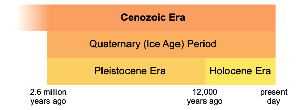 quaternary time period climate