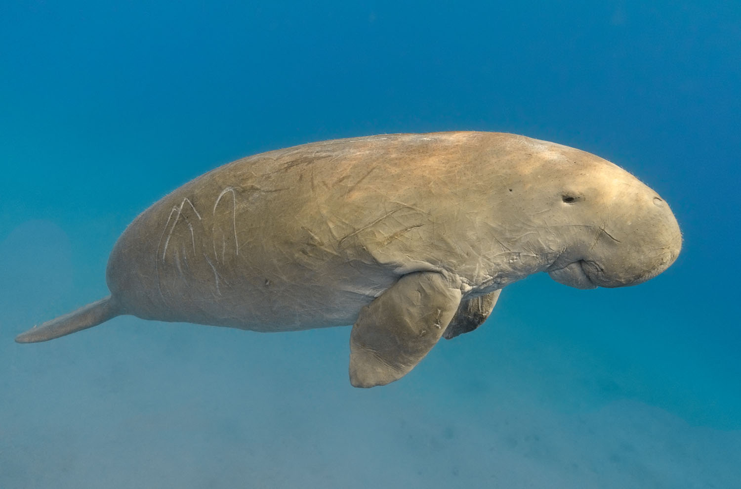 Dugongs used to be common marine animals but now fewer than 1,000 remain in the wild